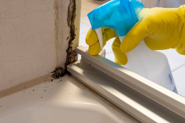 Best Mold Damage Repair  in Glenmoor, OH