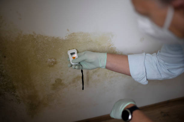 Best Mold Inspection  in Glenmoor, OH
