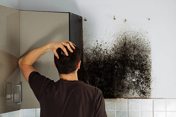Best Toxic Mold Removal  in Glenmoor, OH