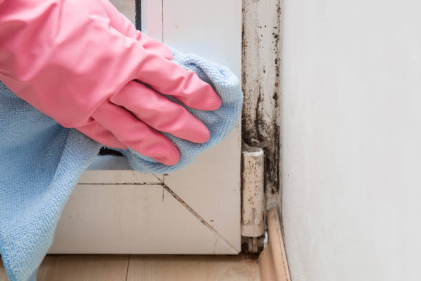 Best Mold Removal Process  in Glenmoor, OH