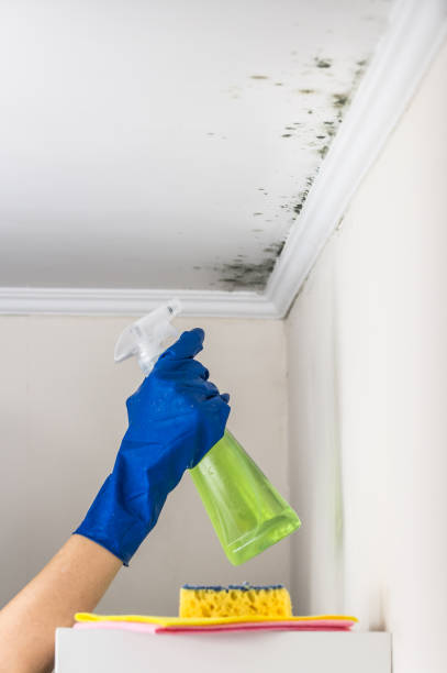 Mold Testing and Removal in Glenmoor, OH