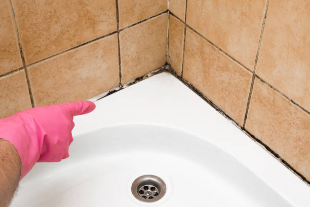 Best Mold Remediation  in Glenmoor, OH